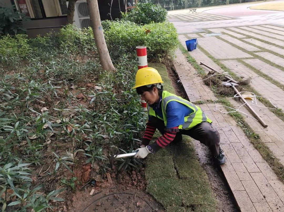 小区绿化养护补植